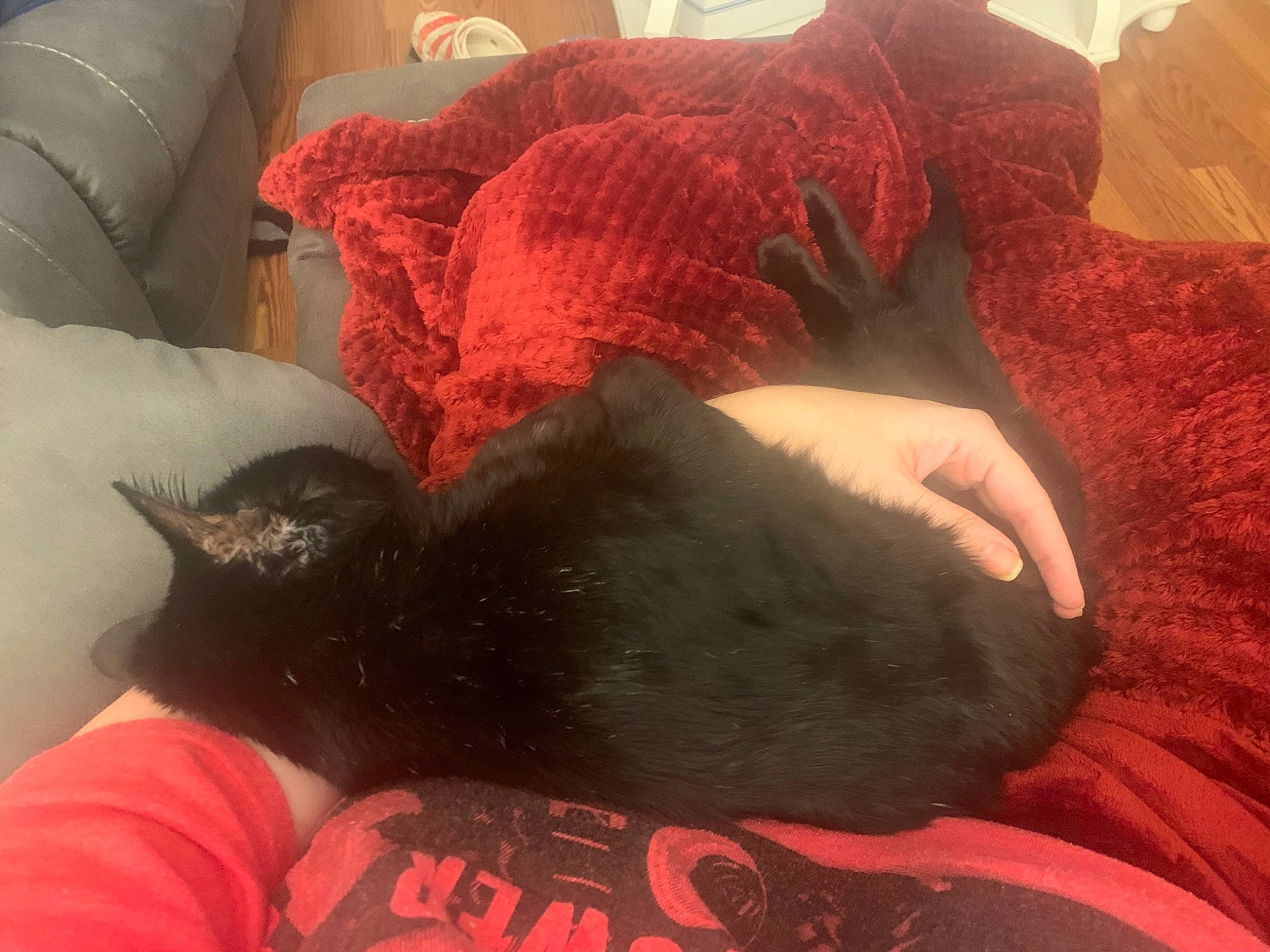 Kingsford joined the competition — help win amazing prizes! bed, carnivore, cat, comfort, companion_dog, couch, dog_breed, fawn, felidae, gesture, lap, leg, linens, mammal, red, shoulder, small_to_medium_sized_cats, textile, thigh, whiskers