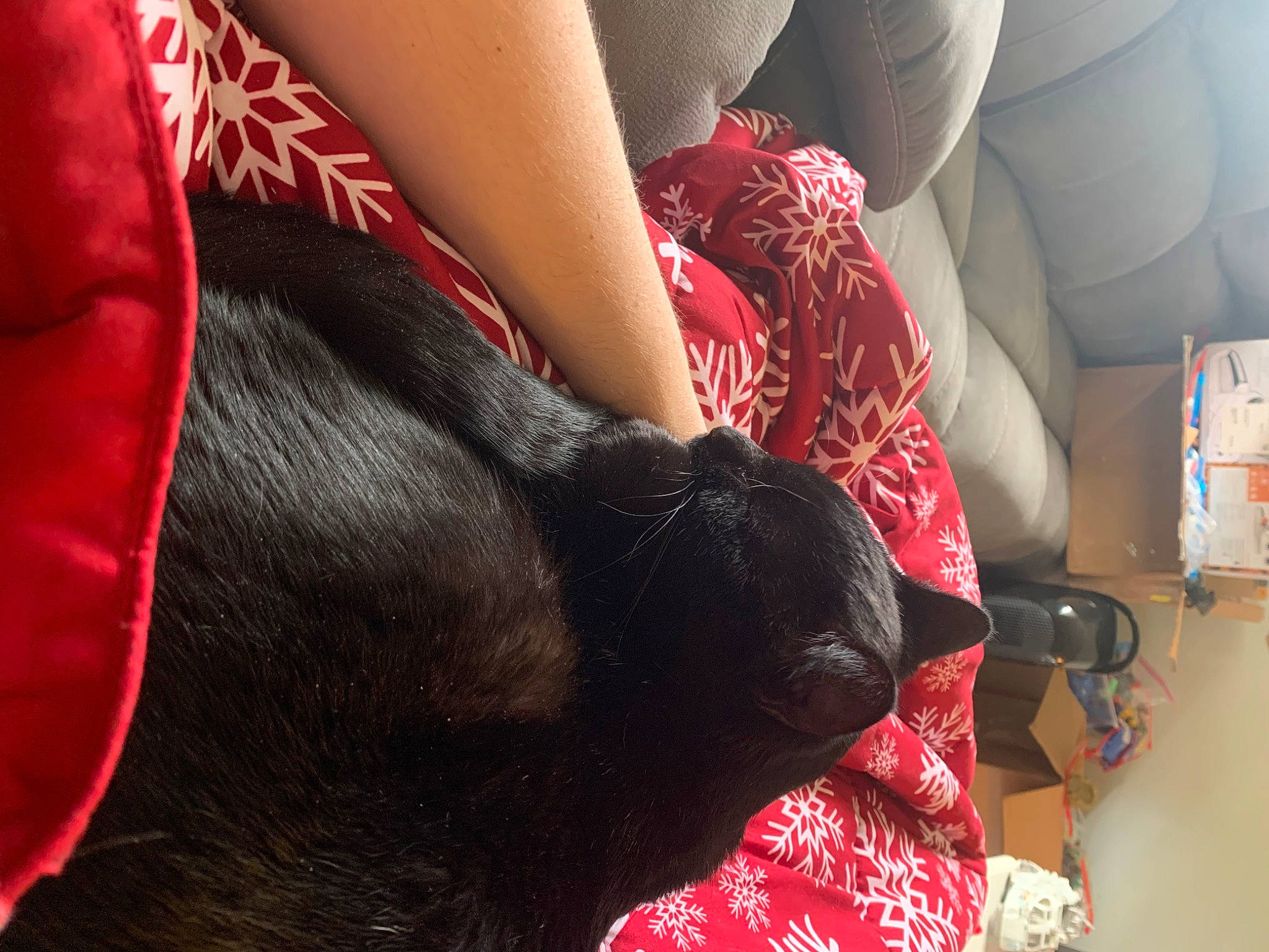 Kingsford is registered to the contest to win money with this photo: black_hair, comfort, companion_dog, couch, dress, fawn, finger, foot, human_body, human_leg, knee, lap, leg, magenta, nail, red, tail, thigh, whiskers, wrist