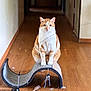 cat, orange_and_white_cat, scratching_post, hallway, wooden_floor, toy, feather_toy, pet, indoor, animal, feline, playful, sitting, looking_at_camera, fur, whiskers, ears, tail, home, domestic_animal