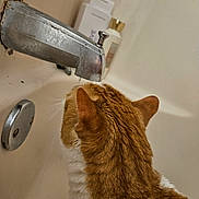 Dorito is registered to the contest to win money with this photo: cat, orange_cat, white_fur, bathtub, faucet, bathroom, curious, pet, indoor, water, drip, closeup, fur, animal, whiskers, ears, side_view, domestic_cat, household, cleaning_products