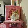 cat, orange_cat, white_cat, cat_tree, pink, plush, indoor, pet, feline, relaxed, animal, household, fur, looking_at_camera, resting, cozy, living_room, domestic_cat, cute, sitting