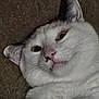 Oliver is registered to the contest to win money with this photo: cat, white_cat, close_up, face, fangs, wide_eyes, pet, animal, fur, whiskers, lying_down, cute, indoor, mammal, portrait, expression, nose, ears, head, sleepy