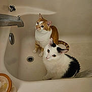 Oliver is registered to the contest to win money with this photo: cat, bathtub, orange_cat, white_cat, black_and_white_cat, pets, curious, indoor, feline, animals, looking_up, domestic_cat, clean, empty_bathtub, drain, bathroom, pets_indoor, two_cats, whiskers, ears