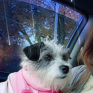 Chole joined the competition — help win amazing prizes! dog, pet, scruffy_dog, pink_clothing, car, car_interior, passenger, portrait, close_up, furry, white_fur, black_ears, brown_eyes, window, trees, outdoor, road_trip, human, sitting, cute