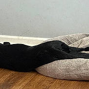 Buddy is registered to the contest to win money with this photo: dog, black_dog, dog_bed, wooden_floor, relaxing, indoor, pet, collar, sleeping, cozy, home, flooring, resting, animal, canine, lying_down, domestic, comfortable, quiet, peaceful