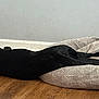 animal, black_dog, canine, collar, comfortable, cozy, dog, dog_bed, domestic, flooring, home, indoor, lying_down, peaceful, pet, quiet, relaxing, resting, sleeping, wooden_floor
