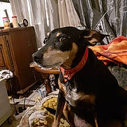 Guizmo participe au concours pour gagner de l'argent avec cette photo : dog, pet, indoor, collar, blanket, furniture, curtains, wooden_cabinet, table, clutter, floor, leash, brown, black, tan, sitting, domestic_animal, canine, household, side_view