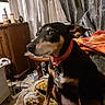 dog, pet, indoor, collar, blanket, furniture, curtains, wooden_cabinet, table, clutter, floor, leash, brown, black, tan, sitting, domestic_animal, canine, household, side_view