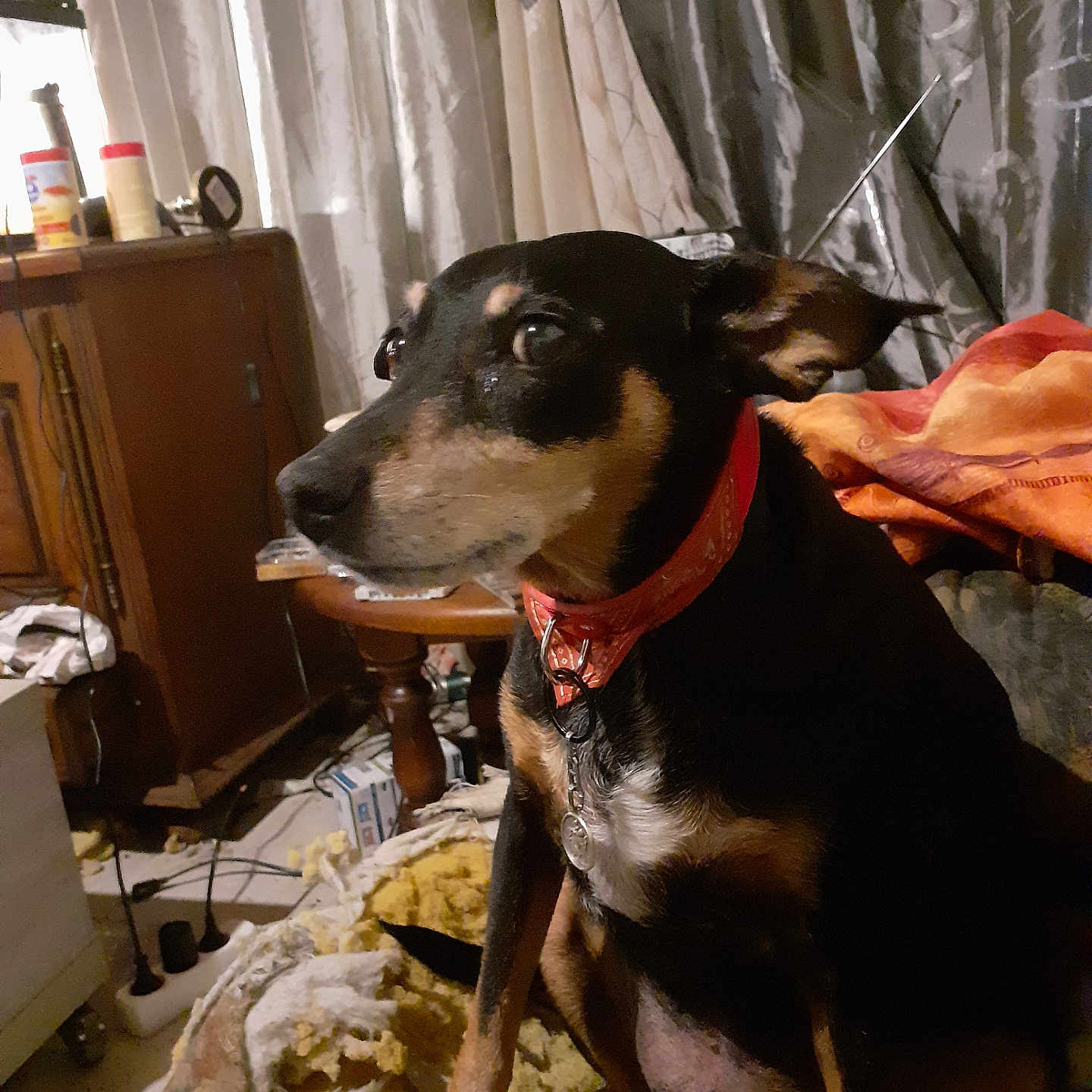 Guizmo participe au concours pour gagner de l'argent avec cette photo : dog, pet, indoor, collar, blanket, furniture, curtains, wooden_cabinet, table, clutter, floor, leash, brown, black, tan, sitting, domestic_animal, canine, household, side_view