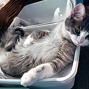Boca joined the competition — help win amazing prizes! cat, gray_and_white, fluffy, relaxed, plastic_bin, papers, wooden_table, figurines, indoor, pet, resting, feline, curious, whiskers, ears, tail, domestic_animal, closeup, side_view, natural_light
