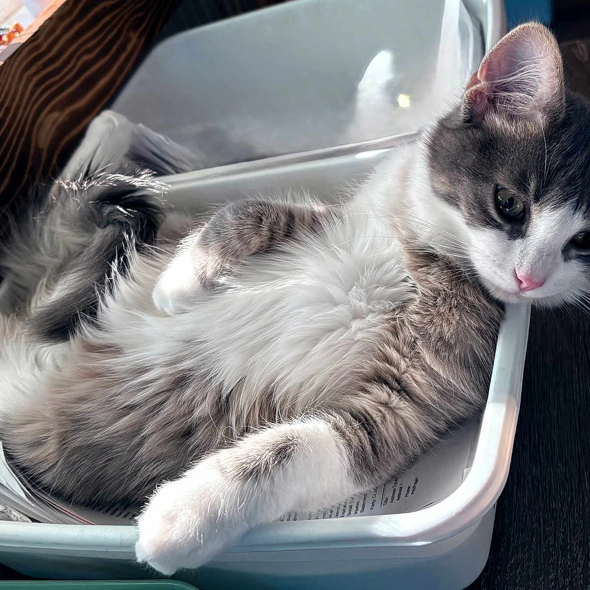 Boca joined the competition — help win amazing prizes! cat, closeup, curious, domestic_animal, ears, feline, figurines, fluffy, gray_and_white, indoor, natural_light, papers, pet, plastic_bin, relaxed, resting, side_view, tail, whiskers, wooden_table