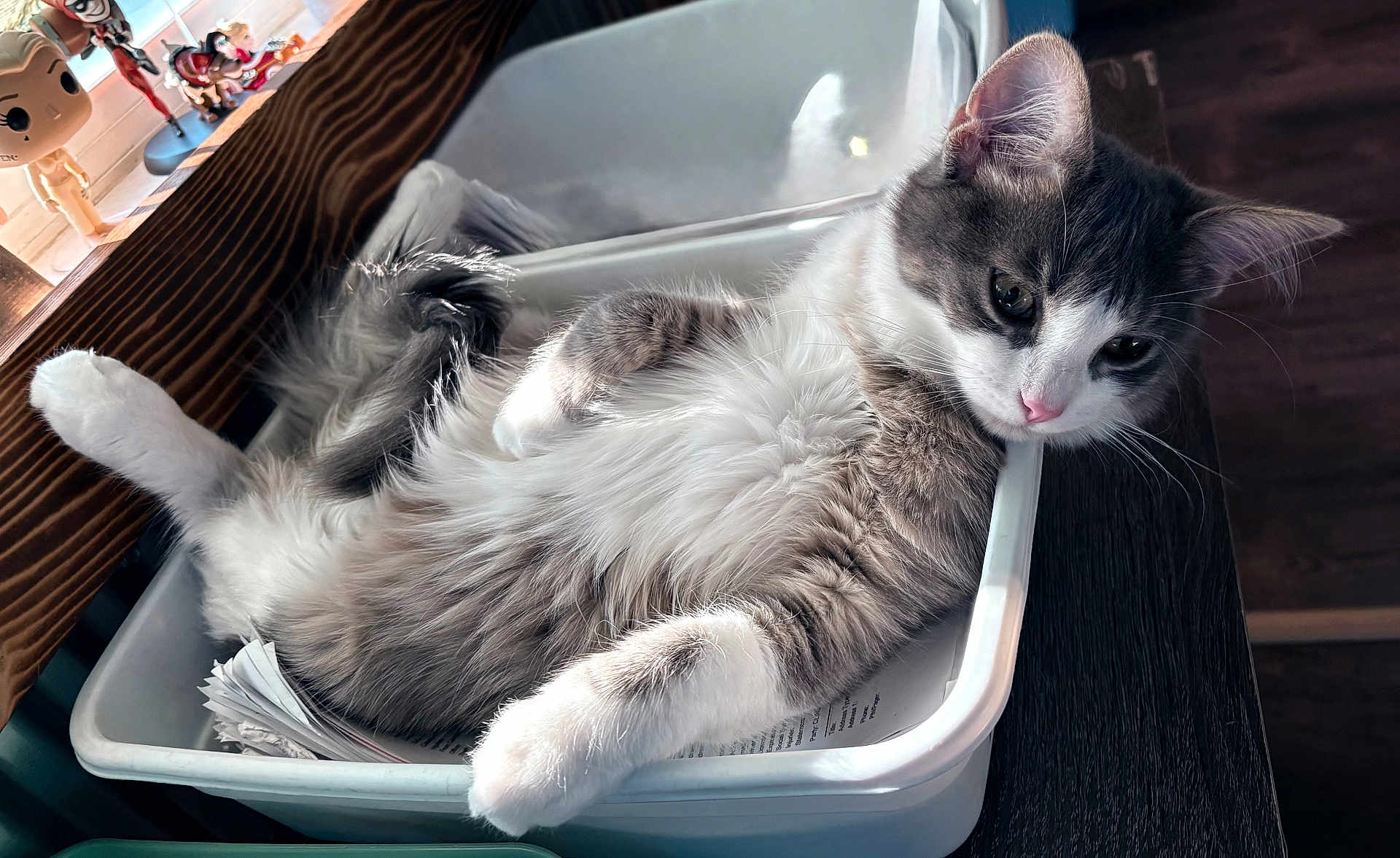 Boca joined the competition — help win amazing prizes! cat, gray_and_white, fluffy, relaxed, plastic_bin, papers, wooden_table, figurines, indoor, pet, resting, feline, curious, whiskers, ears, tail, domestic_animal, closeup, side_view, natural_light