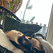 Traknard participe au concours pour gagner de l'argent avec cette photo : animal, canine, cat, chair, couch, cushion, dog, furniture, homedecor, jar, kitten, person, pet, plant, planter, pottedplant, pottery, siamese, sleeping, vase