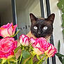 Traknard a rejoint le concours — aidez-le/la à gagner de superbes lots ! animal, cat, daisy, face, flower, flowerarrangement, flowerbouquet, geranium, head, ikebana, kitten, leaf, person, pet, petal, plant, pottedplant, rose, siamese, smelling