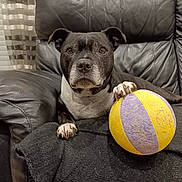 Louna participe au concours pour gagner de l'argent avec cette photo : dog, black_and_white, ball, leather_chair, indoor, pet, paw, curtain, black_blanket, furniture, canine, toy, resting, looking_at_camera, close_up, domestic_animal, home, comfort, animal, companion