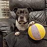 dog, black_and_white, ball, leather_chair, indoor, pet, paw, curtain, black_blanket, furniture, canine, toy, resting, looking_at_camera, close_up, domestic_animal, home, comfort, animal, companion