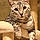 Leon