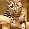 cat, tabby, pet, feline, animal, portrait, close_up, wide_eyed, whiskers, ears, striped_fur, sitting, relaxed, scratching_post, cat_tree, indoor, home, furniture, paw, photography