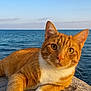 cat, ginger_cat, white_paws, rock, ocean, sea, blue_sky, sunlight, golden_hour, outdoor, animal, pet, whiskers, fur, relaxed, curious, nature, daylight, wildlife, portrait