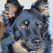 Chira participe au concours pour gagner de l'argent avec cette photo : dog, pet, close_up, portrait, fur, ears, nose, eyes, amber_eyes, black_fur, tan_markings, whiskers, indoor, domestic_animal, attentive, muzzle, long_ears, friendly, canine, expression