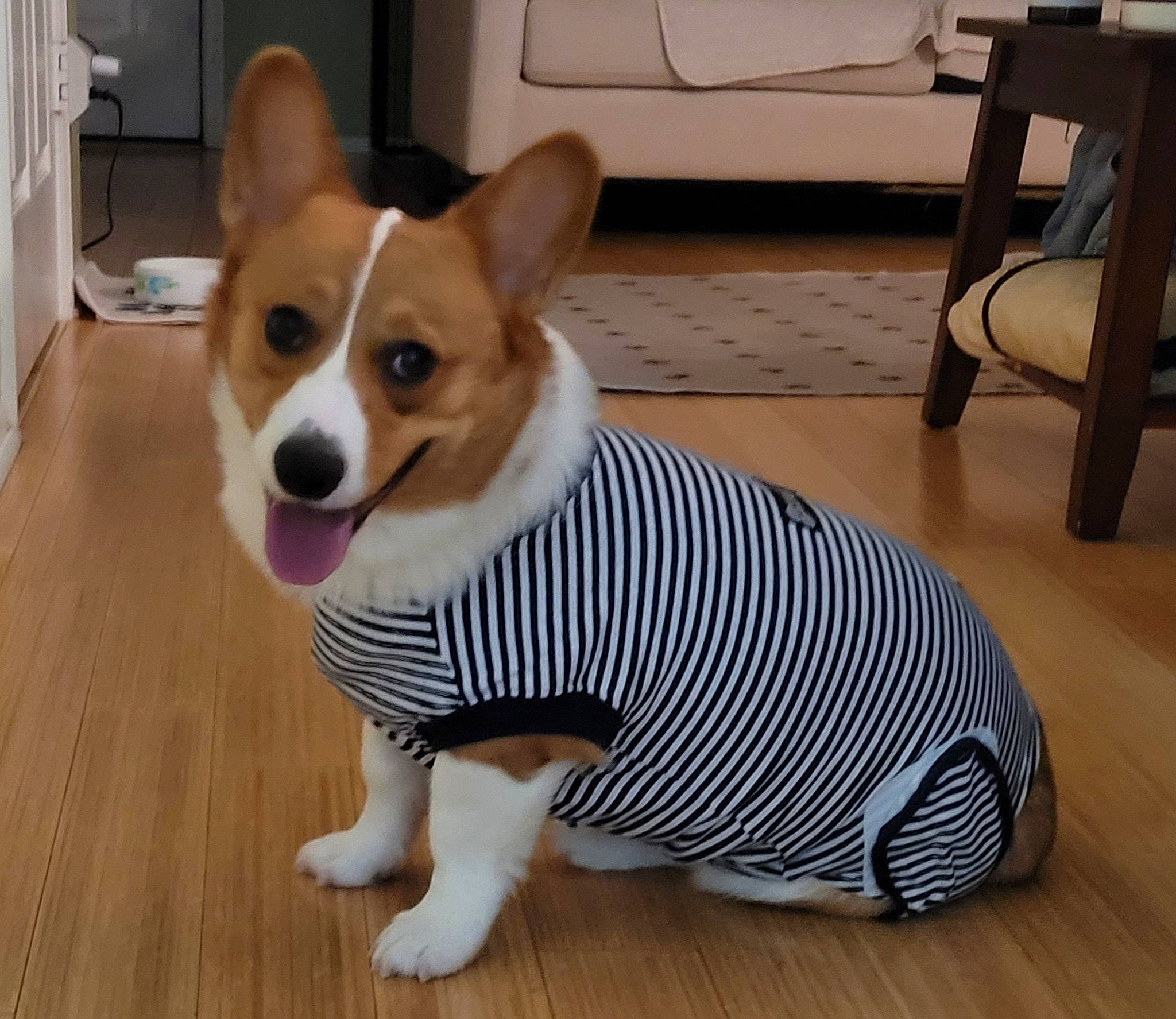 Maui is registered to the contest to win money with this photo: carnivore, chair, companion_dog, dog, dog_breed, dog_supply, fawn, floor, flooring, fur, hardwood, pattern, sleeve, snout, sporting_group, tail, whiskers, wood, wood_flooring, working_animal