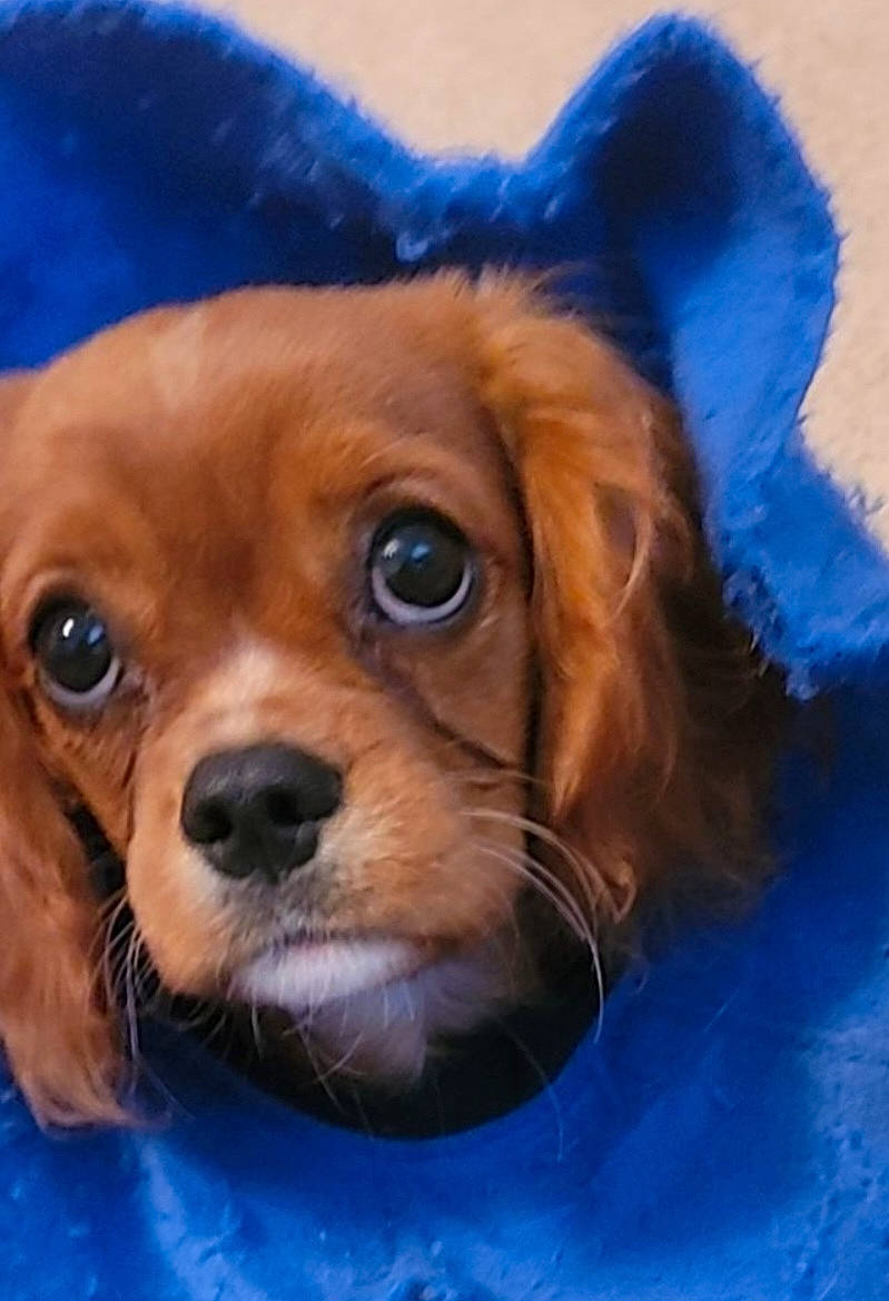 Cody joined the competition — help win amazing prizes! blue, canidae, carnivore, close_up, companion_dog, corgi_chihuahua, dog, dog_breed, ear, electric_blue, eye, fawn, fur, liver, spaniel, sporting_group, toy, toy_dog, whiskers, working_animal