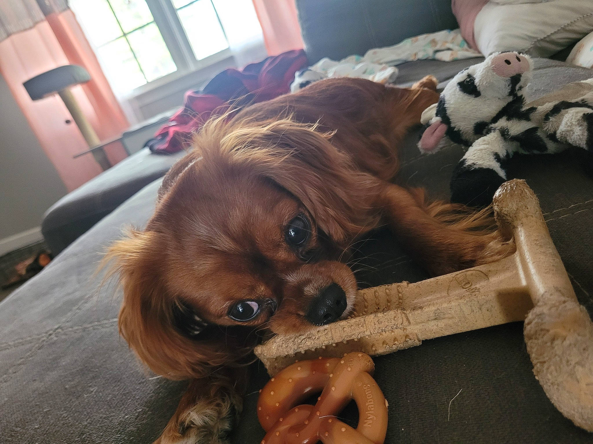 Cody is registered to the contest to win money with this photo: carnivore, chair, comfort, companion_dog, dog, dog_breed, fawn, flooring, fur, hardwood, liver, snout, sporting_group, terrestrial_animal, toy, toy_dog, window, window_blind, wood, working_animal