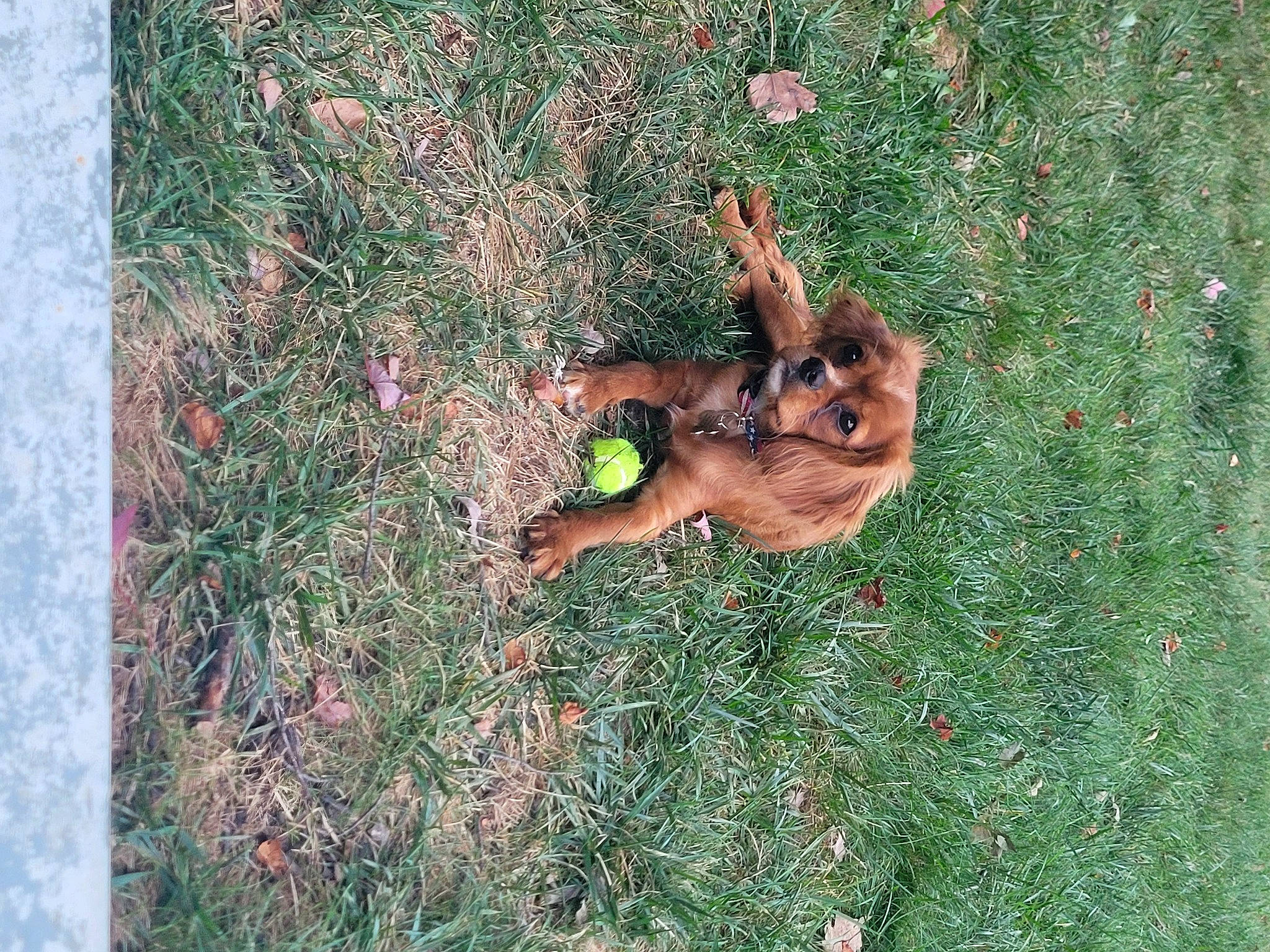 Cody is registered to the contest to win money with this photo: adaptation, carnivore, dog, dog_breed, fawn, grass, grass_family, groundcover, liver, organism, people_in_nature, plant, rectangle, shadow, soil, tail, terrestrial_animal, tree, wildlife, wood