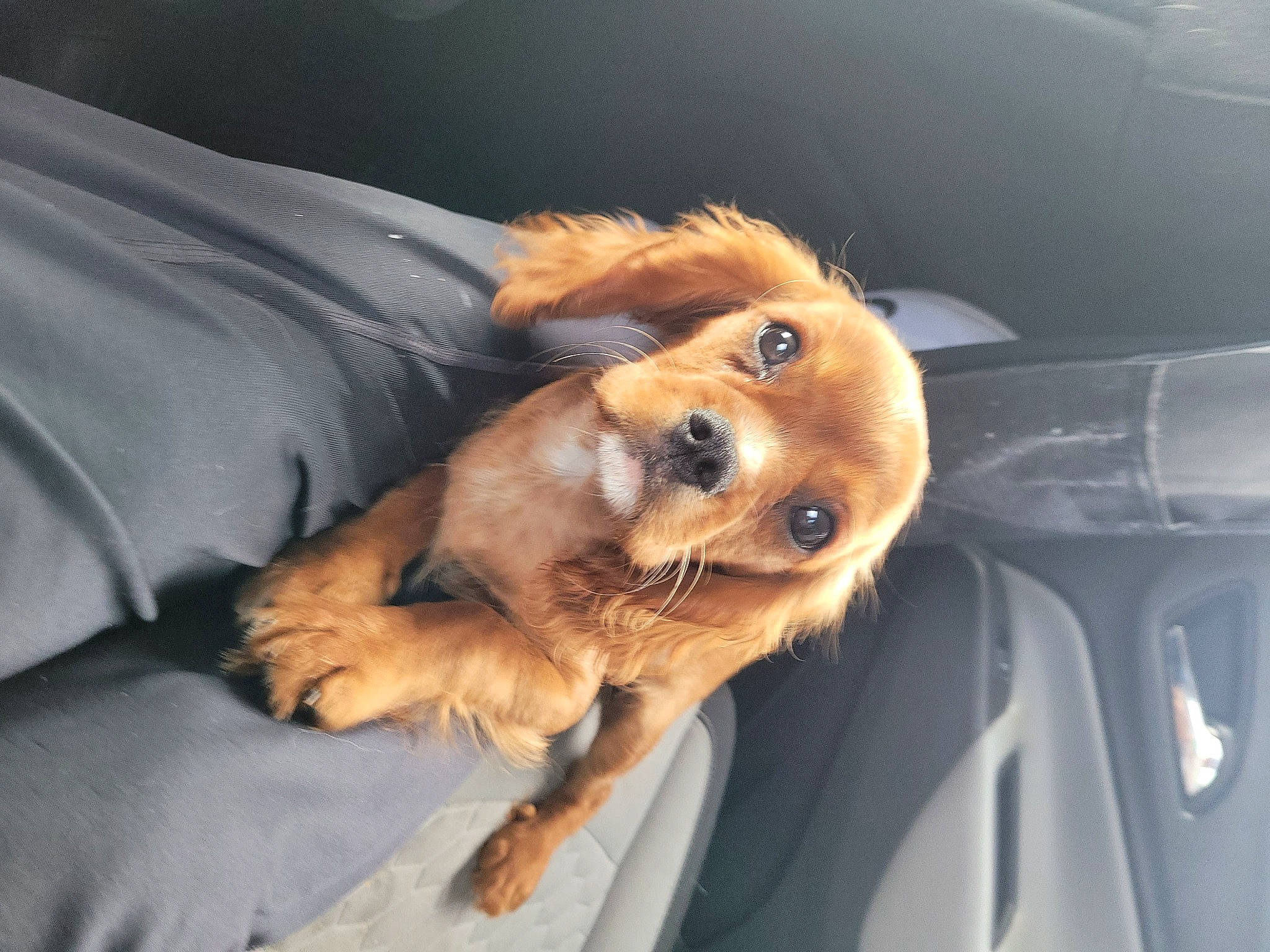 Cody is registered to the contest to win money with this photo: automotive_exterior, car, carnivore, comfort, companion_dog, dog, dog_breed, dog_supply, fawn, fur, liver, personal_luxury_car, snout, sporting_group, toy_dog, vehicle, vehicle_door, whiskers, windshield, working_animal