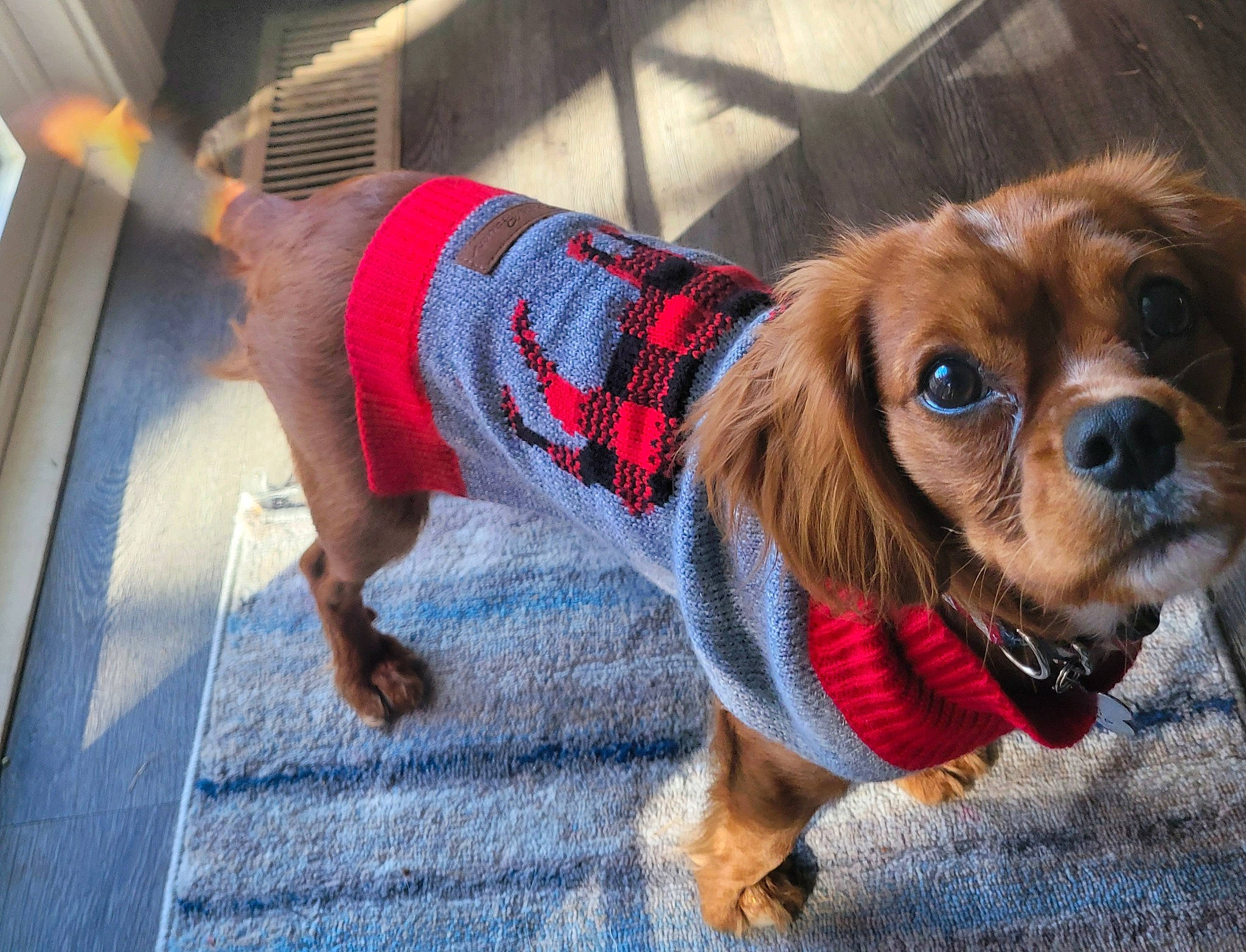 Cody is registered to the contest to win money with this photo: carnivore, collar, companion_dog, dog, dog_breed, dog_clothes, dog_collar, dog_supply, eyewear, fashion_accessory, fawn, fur, leash, liver, pattern, pet_supply, snout, sunglasses, toy_dog, working_animal