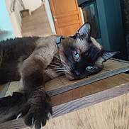 Chanel a rejoint le concours — aidez-le/la à gagner de superbes lots ! cat, siamese_cat, blue_eyes, paw, stretching, indoor, wooden_surface, furniture, door, stairs, relaxed, pet, animal, whiskers, fur, collar, closeup, laying, home, domestic_animal
