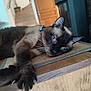 cat, siamese_cat, blue_eyes, paw, stretching, indoor, wooden_surface, furniture, door, stairs, relaxed, pet, animal, whiskers, fur, collar, closeup, laying, home, domestic_animal