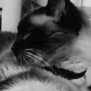 Chanel a rejoint le concours — aidez-le/la à gagner de superbes lots ! animal, black_and_white, cat, close_up, companion, cozy, cute, domestic_animal, feline, fur, furry, indoor, lying_down, mammal, pet, portrait, resting, sleepy, soft_focus, whiskers