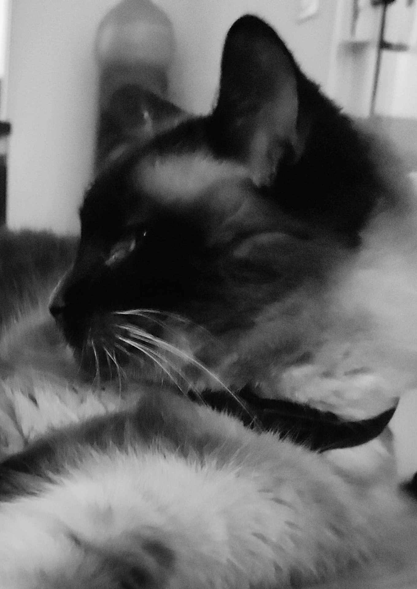 Chanel a rejoint le concours — aidez-le/la à gagner de superbes lots ! animal, black_and_white, cat, close_up, companion, cozy, cute, domestic_animal, feline, fur, furry, indoor, lying_down, mammal, pet, portrait, resting, sleepy, soft_focus, whiskers