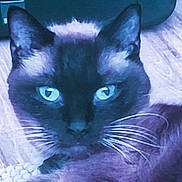 Chanel a rejoint le concours — aidez-le/la à gagner de superbes lots ! blue_eyes, blue_tint, cat, close_up, domestic_cat, ears, face, feline, floor_texture, fur, hardwood_floor, indoor, looking_at_camera, muzzle, paws, pet, portrait, relaxed, staring, whiskers