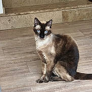Chanel a rejoint le concours — aidez-le/la à gagner de superbes lots ! cat, siamese_cat, blue_eyes, pet, animal, indoor, wooden_floor, stone_stairs, sitting, fur, mammal, whiskers, ears, tail, domestic_animal, feline, portrait, looking, cute, quiet