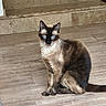 cat, siamese_cat, blue_eyes, pet, animal, indoor, wooden_floor, stone_stairs, sitting, fur, mammal, whiskers, ears, tail, domestic_animal, feline, portrait, looking, cute, quiet