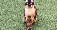 Chanel participe au concours pour gagner de l'argent avec cette photo : alert, animal, blue_eyes, calm, cat, closeup, domestic_cat, ears, feline, fur, grass, looking_at_camera, mammal, nature, outdoor, pet, portrait, siamese_cat, sitting, whiskers
