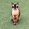 Chanel participe au concours pour gagner de l'argent avec cette photo : alert, animal, blue_eyes, calm, cat, closeup, domestic_cat, ears, feline, fur, grass, looking_at_camera, mammal, nature, outdoor, pet, portrait, siamese_cat, sitting, whiskers