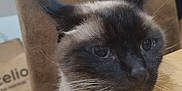 Chanel a rejoint le concours — aidez-le/la à gagner de superbes lots ! animal, box, cat, furniture, hardwood, kitten, manx, pet, plywood, siamese, wood