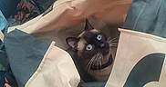 Chanel a rejoint le concours — aidez-le/la à gagner de superbes lots ! animal, bag, blue_eyes, candid, cat, container, cozy, curious, domestic, fabric, floor, floral_pattern, indoor, looking_up, pet, playful, shoes, siamese_cat, tote_bag, whiskers