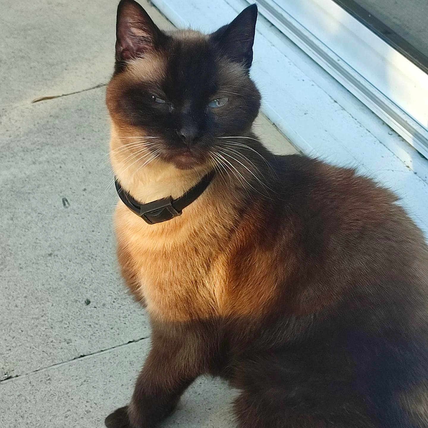 Chanel a rejoint le concours — aidez-le/la à gagner de superbes lots ! cat, siamese_cat, pet, animal, feline, collar, outdoor, concrete, door, glass, sunlight, sitting, fur, whiskers, ears, face, eyes, domestic_animal, mammal, shadow