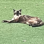 Chanel participe au concours pour gagner de l'argent avec cette photo : animal, black_and_white, cat, ears, feline, garden, grass, green, lawn, lounging, lying_down, nature, outdoor, pet, portrait, relaxed, sunlight, tabby, tail, whiskers