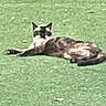 animal, black_and_white, cat, ears, feline, garden, grass, green, lawn, lounging, lying_down, nature, outdoor, pet, portrait, relaxed, sunlight, tabby, tail, whiskers