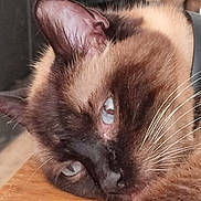 Chanel participe au concours pour gagner de l'argent avec cette photo : cat, siamese_cat, blue_eyes, close_up, resting, sleepy, whiskers, fur, indoor, wooden_surface, face, ear, pet, animal, mammal, cute, relaxed, portrait, feline, domestic_animal