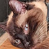 cat, siamese_cat, blue_eyes, close_up, resting, sleepy, whiskers, fur, indoor, wooden_surface, face, ear, pet, animal, mammal, cute, relaxed, portrait, feline, domestic_animal