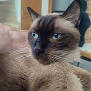 Chanel joined the competition — help win amazing prizes! cat, siamese_cat, blue_eyes, whiskers, fur, indoor, close_up, pet, animal, relaxed, mammal, domestic, feline, portrait, face, ears, snout, home, background_blur