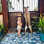 toddler, dog, gate, potted_plants, mosaic_floor, outdoor, sunny, curious, diaper, sandals, brown_gate, greenery, pet, child, animal, side_view, fence, portrait, playful, backyard