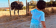 Léandro a rejoint le concours — aidez-le/la à gagner de superbes lots ! child, toddler, ostrich, bird, fence, outdoor, daylight, blue_sky, grass, field, shorts, tshirt, footwear, sand, nature, animal, curious, standing, rural, sunny