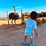 child, toddler, ostrich, bird, fence, outdoor, daylight, blue_sky, grass, field, shorts, tshirt, footwear, sand, nature, animal, curious, standing, rural, sunny